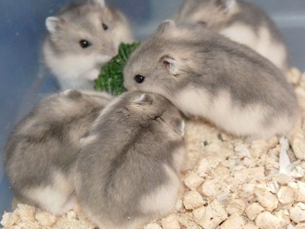 Породы хомяков | ЗооТом - продажа, вязка и услуги для животных в Чернушке