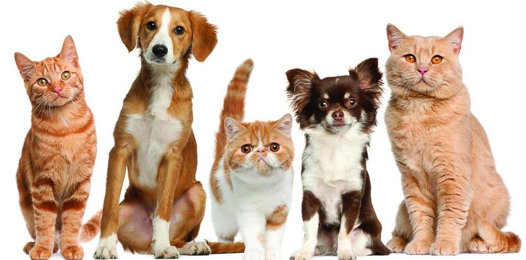 Доска объявлений о животных | ЗооТом - продажа, вязка и услуги для животных в Чернушке