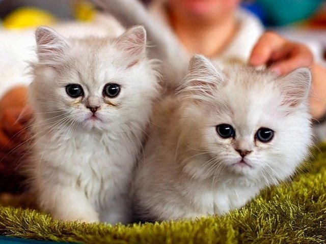 Породы кошек в Чернушке | ЗооТом портал о животных