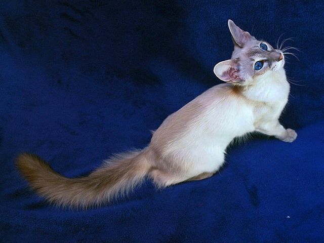 Выведенные породы кошек в Чернушке | ЗооТом портал о животных