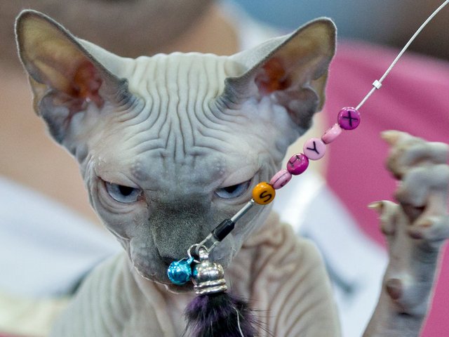 Выставки кошек в Чернушке | ЗооТом портал о животных
