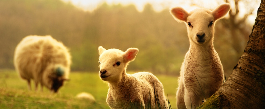 Объявления о сельскохозяйственных животных | ЗооТом - продажа, вязка и услуги для животных в Чернушке
