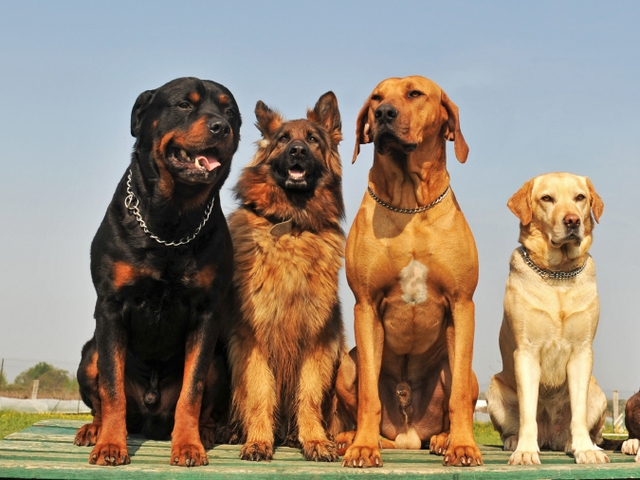 Крупные породы собак в Чернушке | ЗооТом портал о животных